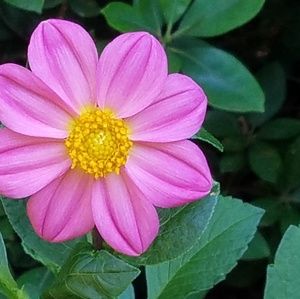 Meet your Posher, Melodie